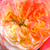 Yellow - pink - Bed and borders rose - grandiflora - floribunda - Ros'Odile